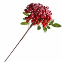 Decorative plant Kotoneaster integris red, H60cm