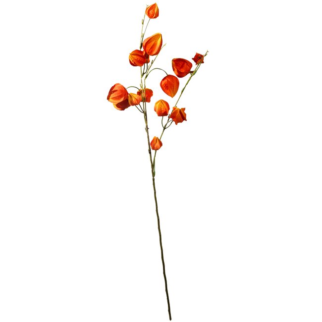 Decorative plant Physalis peruviana, orange, H74cm