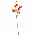 Decorative plant Physalis peruviana, orange, H74cm