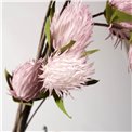 Decorative plant Eryngium planum, pink, H119cm