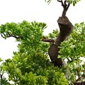 Artificial tree with pot Bonsai, H80x80x54cm