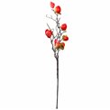 Decorative plant Chinese persimmon, orange/brown, H85cm