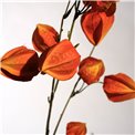 Decorative plant Physalis peruviana, orange, H74cm