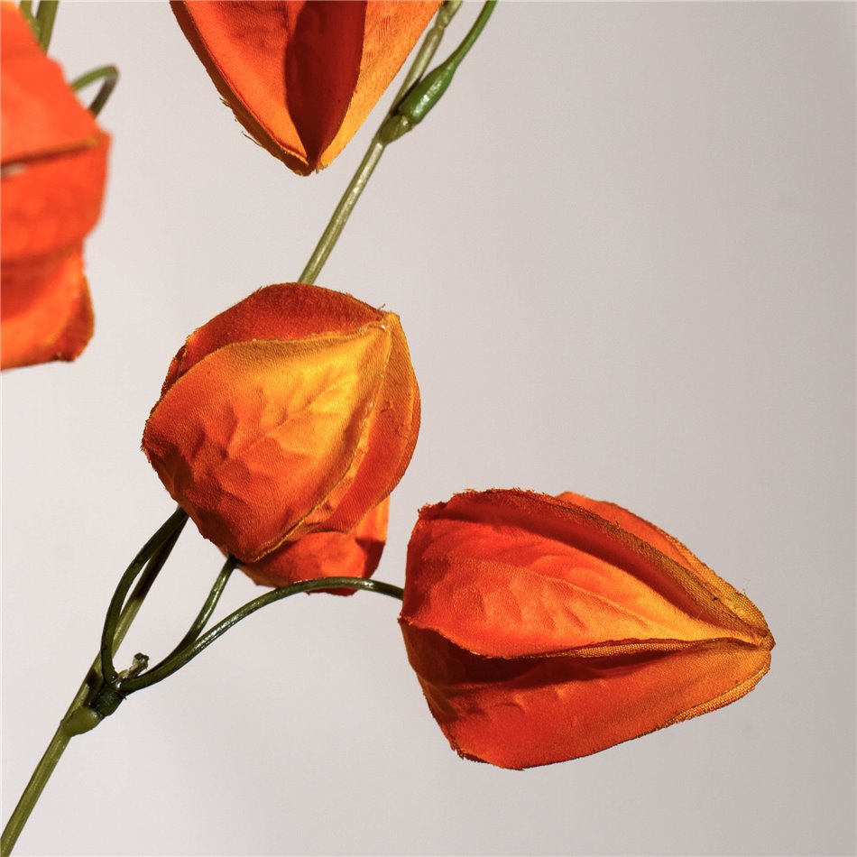 Decorative plant Physalis peruviana, orange, H74cm